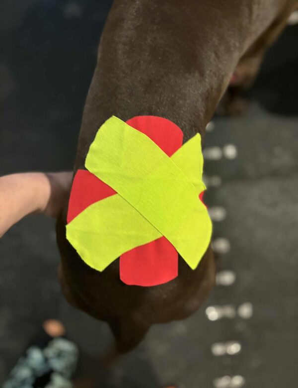 Workshop: Základy kinesiotapingu pro veterinární fyzioterapeuty